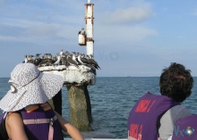 Imagen Observación de piqueros